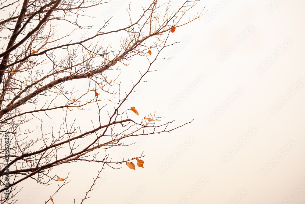 Obraz premium Low angle shot of a bare tree under the sunlight in autumn - perfect for wallpapers