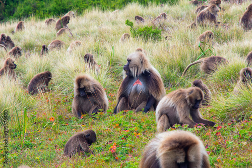 Baboon monkeys, Simien mountains, Ethiopia © dinozzaver