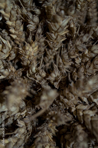 A bunch of wheat, an ear of wheat close up. © Igor Bastrakov