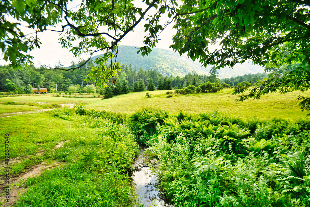A small stream in a valley with wild ferns on the banks in the North Carolina mountains. A small stream in a valley with wild ferns on the banks in the North Carolina mountains.