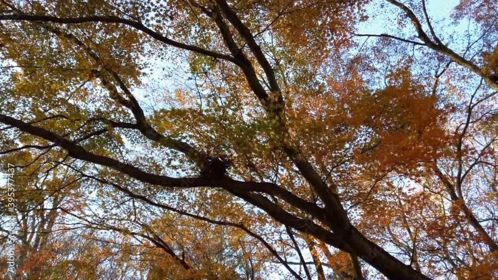 Autumn trees against the backdrop of the sky.