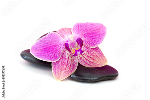 zen basalt stones and orchid isolated on white