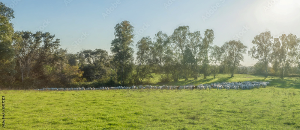 Fototapeta premium Campagna romana con pecore