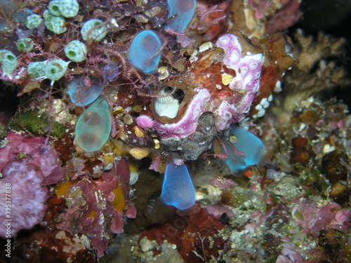 Beautiful underwaterlife near Manado,  Indonesia