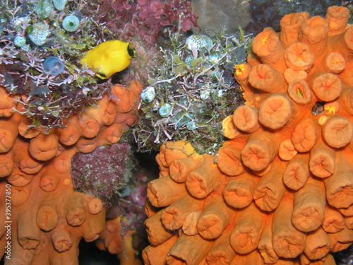 Beautiful underwaterlife near Manado,  Indonesia