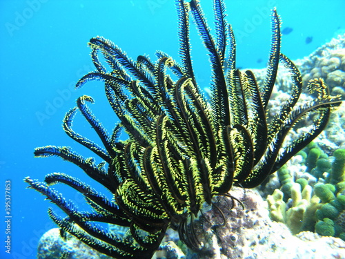 Beautiful underwater life near Manado,  Indonesia