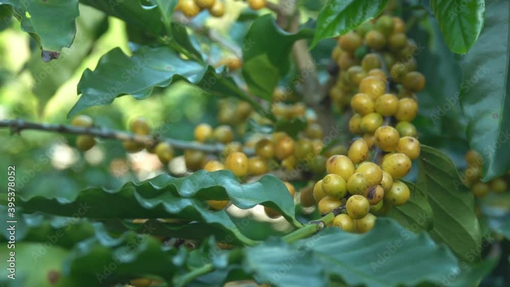 Bunch of catimor coffee beans ripening on trees in Northern Thailand. Dolly. Bunch of catimor coffee beans ripening on trees in Northern Thailand. Dolly.