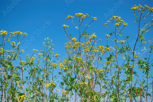 Natural background. Tansy flowers on a background of blue sky © Lina