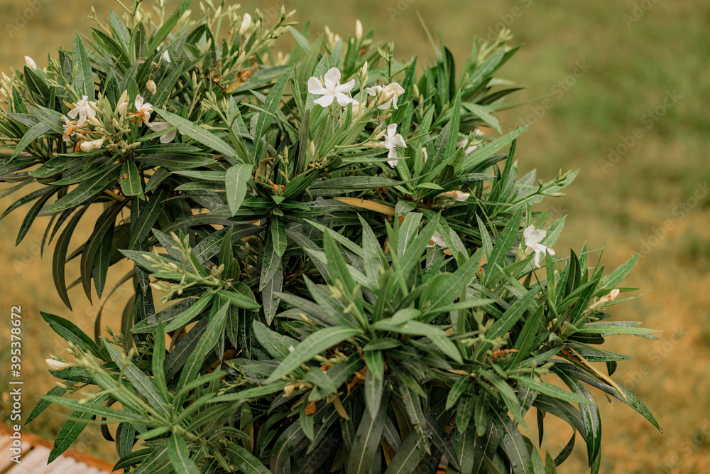 Fototapeta premium Oleander plant with white flowers. bNerium oleander white flower blooming 