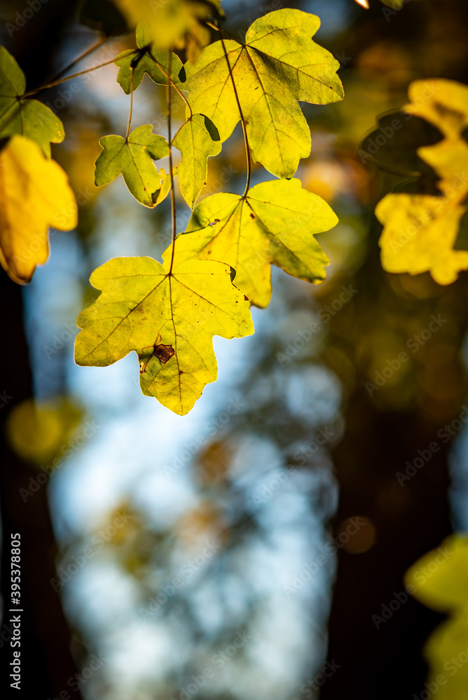 Obraz premium yellowed leaves in autumn