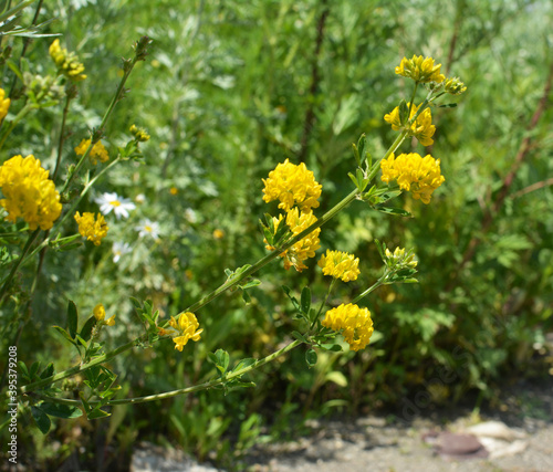 Blossoms of alfalfa yellow sickle (Medicago falcata)