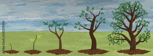 Five stages of chestnut growth.