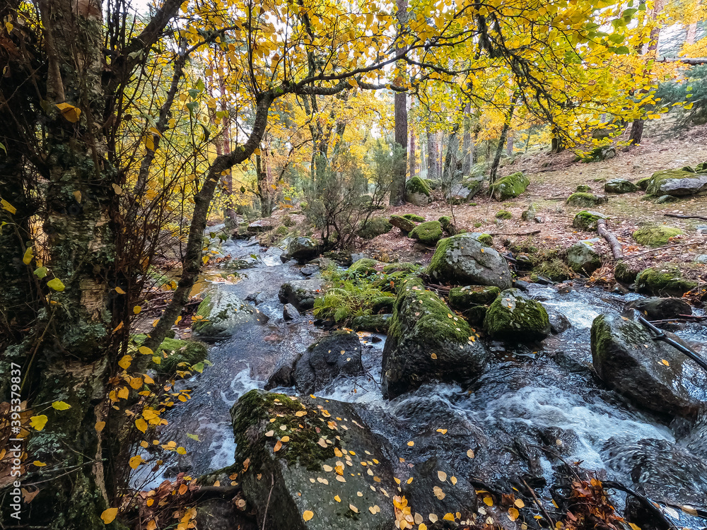 Beautiful shot of a river in the forest in autumn