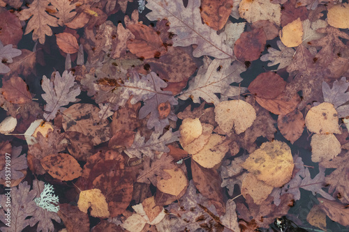 Closeup shot of autumn leaves on wooden background