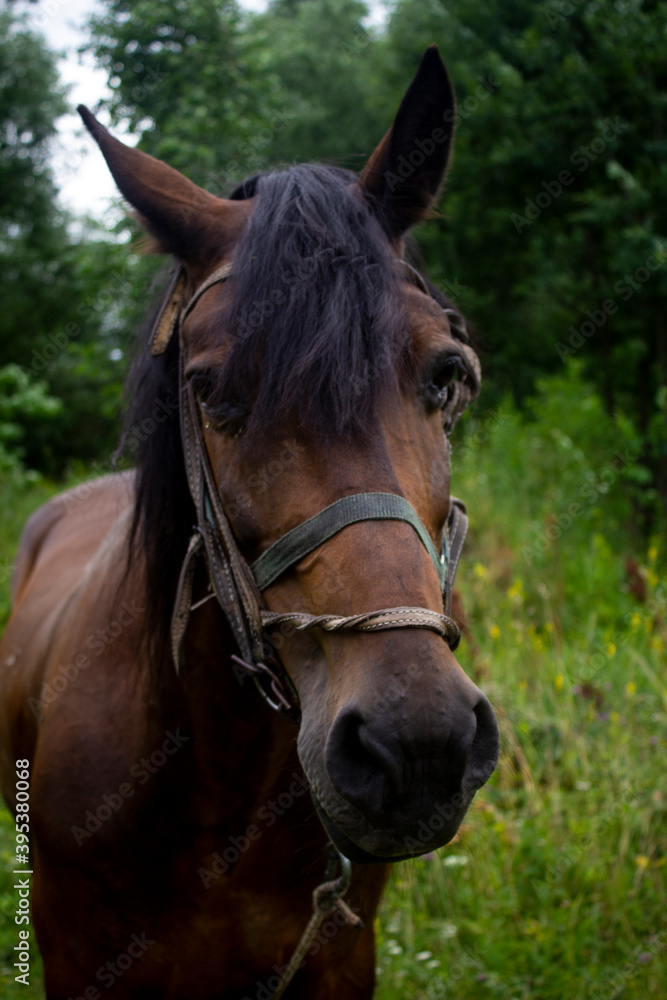 Fototapeta premium portrait of a horse