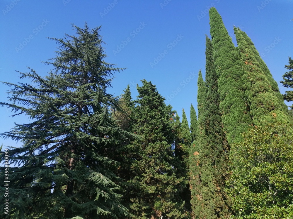 Fototapeta premium pine trees in the forest
