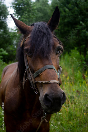 portrait of a horse © Елена Фатьянова