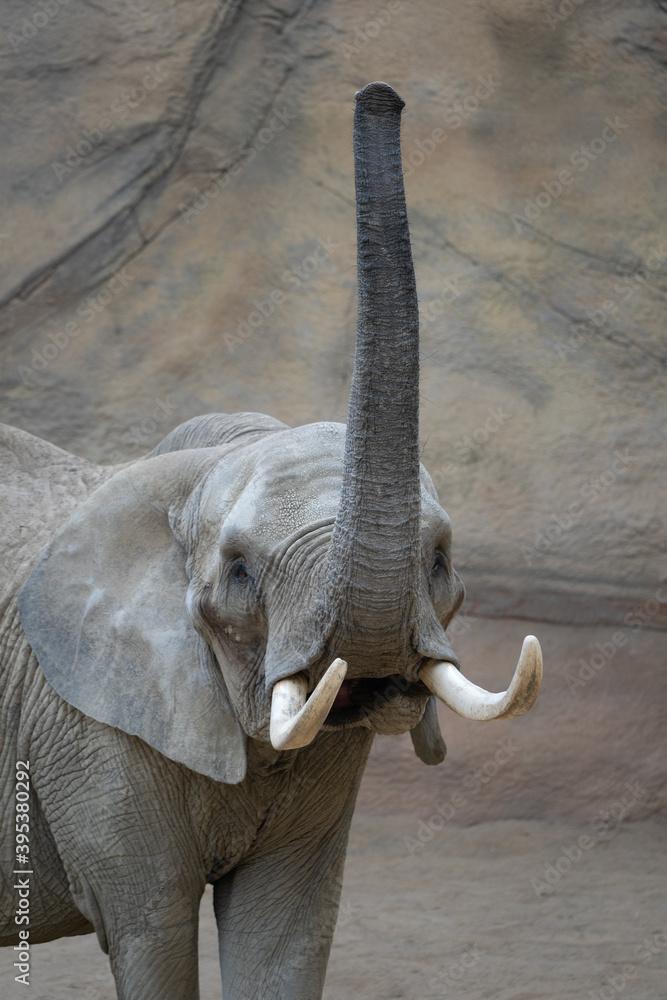 Obraz premium Elefant