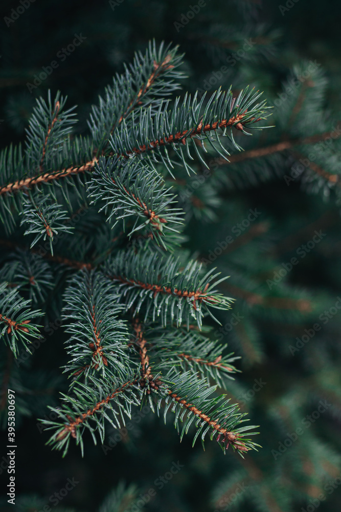 Fluffy branches of a fir-tree. Christmas wallpaper or postcard concept. Fluffy branches of a fir-tree. Christmas wallpaper or postcard concept.