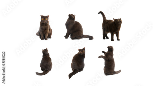 Set of British Shorthair cat in different poses isolated on white background. Clipping path  different variation of pet poses