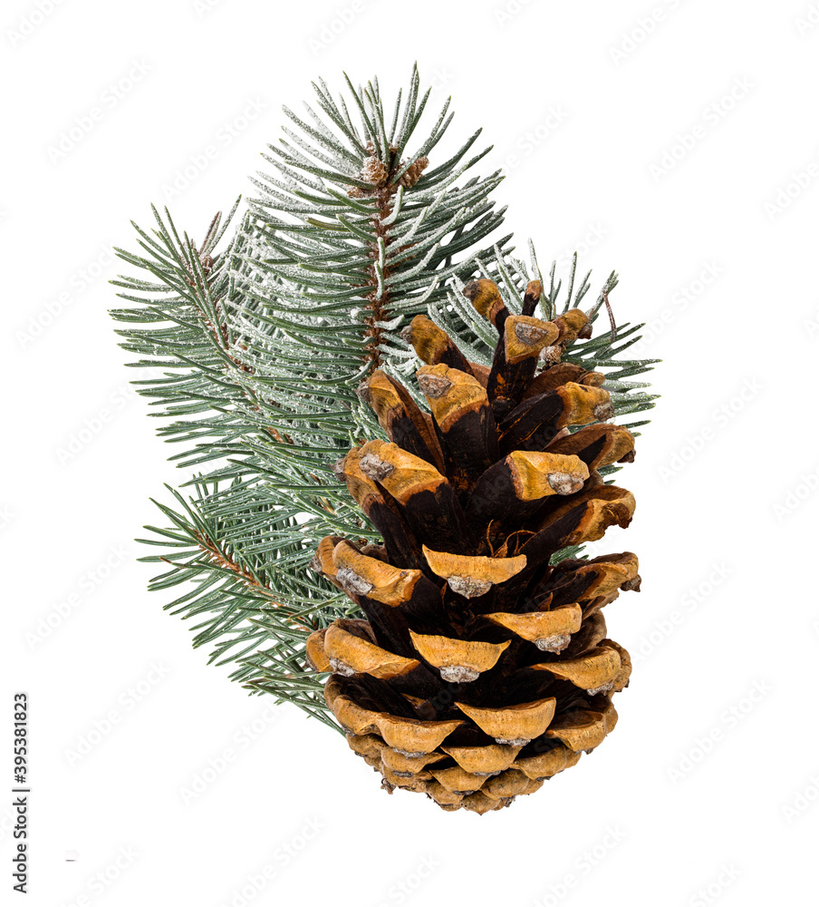 Pinecone isolated on white background with clipping path Pinecone isolated on white background with clipping path
