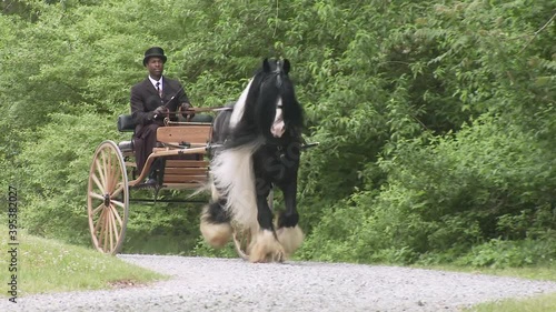 Man in formal attire driving Gypsy Vanner Horse stallion pulling buggy