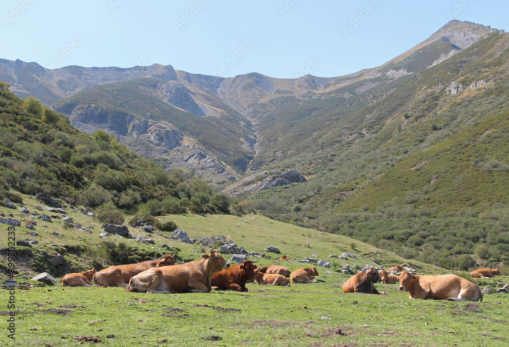 Cattle resting in a valley of the Cantabrian mountain range in late summer.