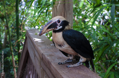 tropical bird in the zoo