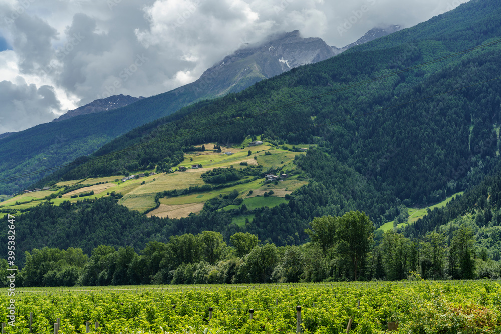 Summer landscape along the cycleway of the Venosta valley