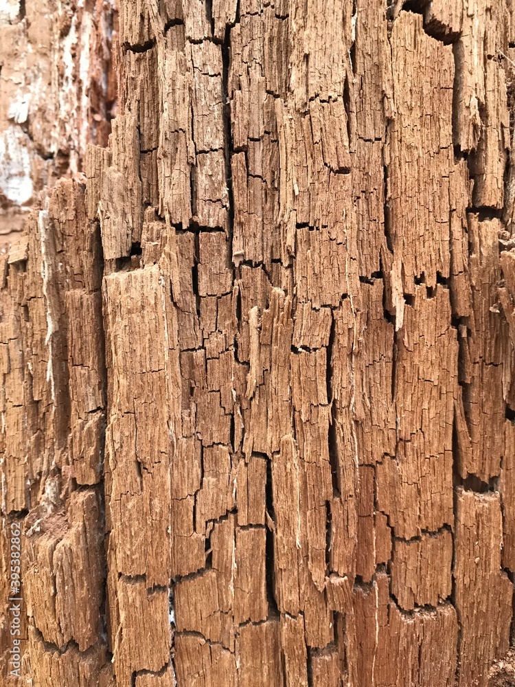 Obraz premium structure of a rotten tree