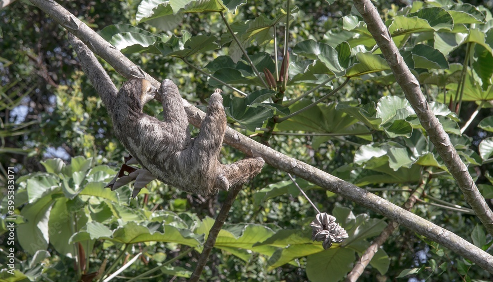 Fototapeta premium Guyane
