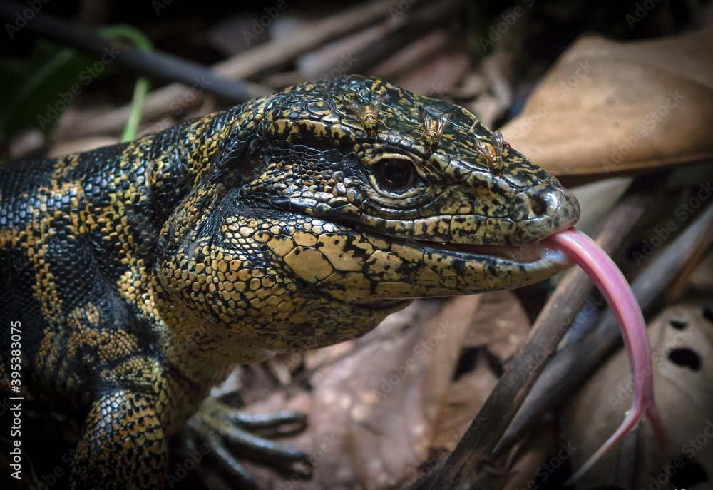 Fototapeta premium Guyane