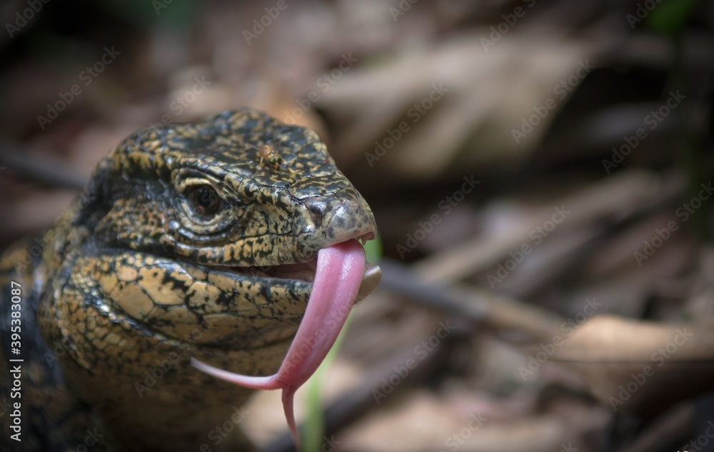 Guyane Guyane