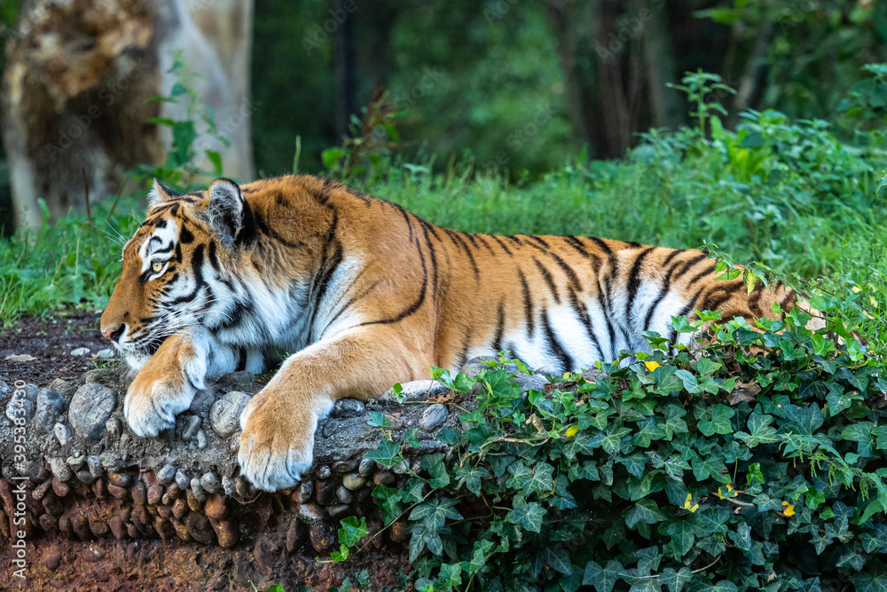 Obraz premium The Siberian tiger,Panthera tigris altaica in a park