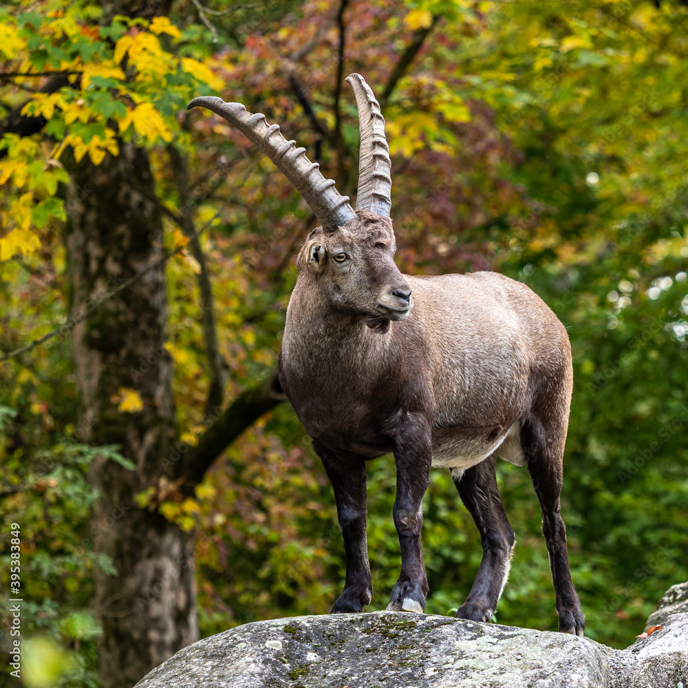 Male mountain ibex or capra ibex on a rock Male mountain ibex or capra ibex on a rock