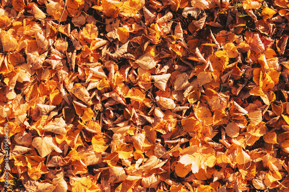Texture of fallen golden leaves in the park top view