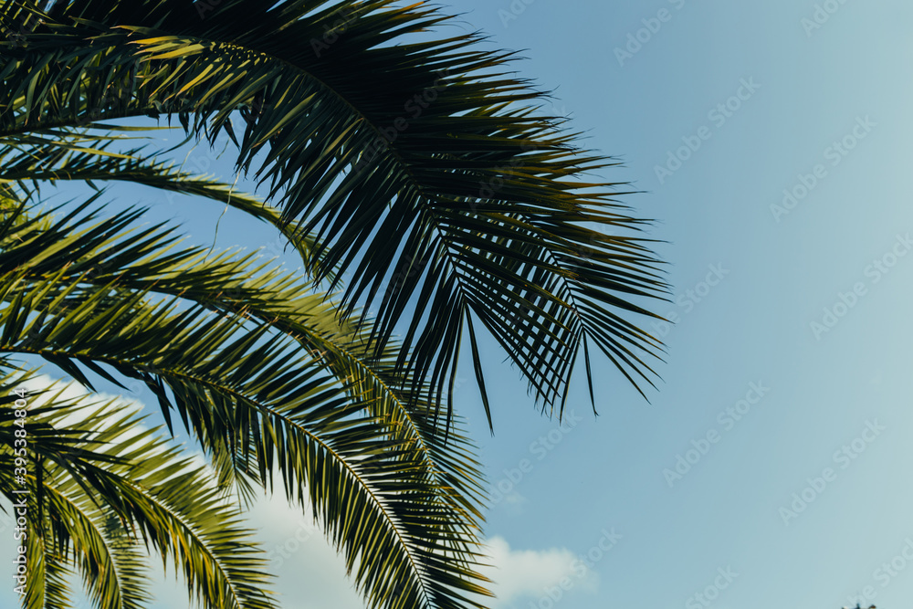 Fototapeta premium Tropical palm leaves with sunbeams, floral drawing background, real photo