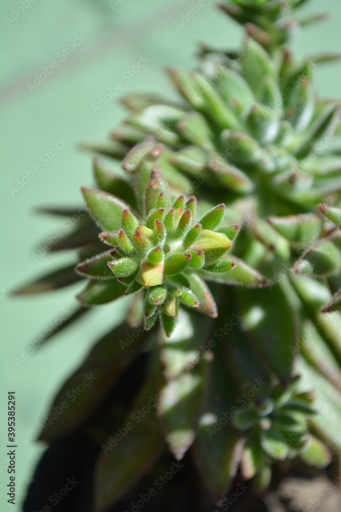 Plantas, flores y suculentas 2 Plantas, flores y suculentas 2