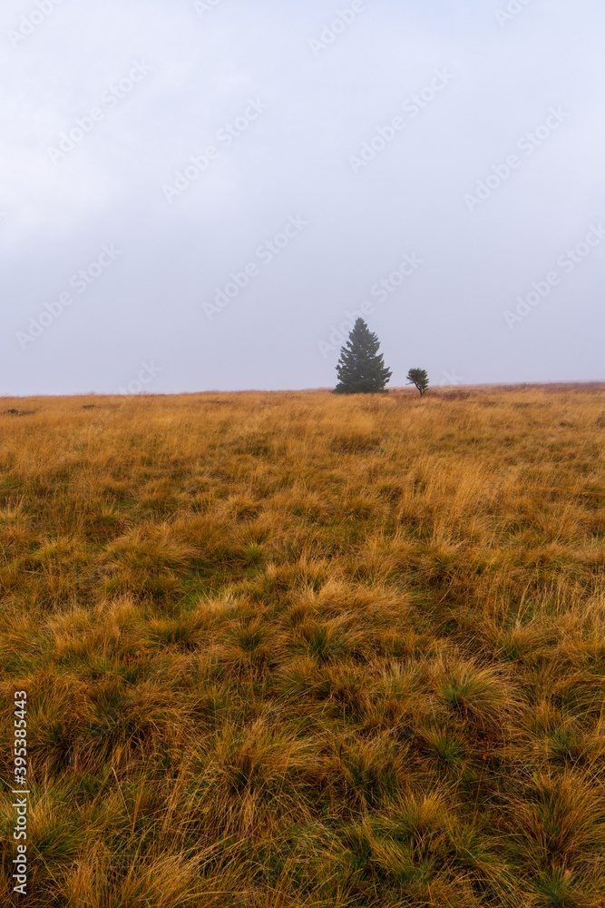 Mountain yellow grass on meadow landscape cloudy day in autumn day. czech jeseniky mountain Mountain yellow grass on meadow landscape cloudy day in autumn day. czech jeseniky mountain