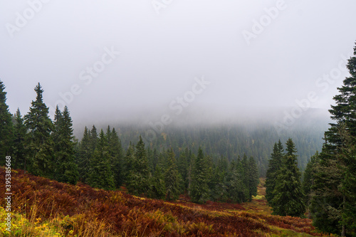 Forested mountain slope in low lying cloud with the evergreen conifers shrouded in mist in a scenic landscape view  jeseniky czech