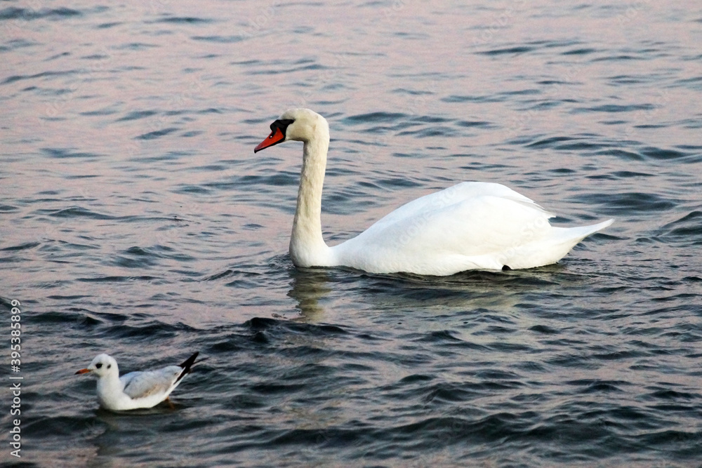 white swan blows on water between stones
