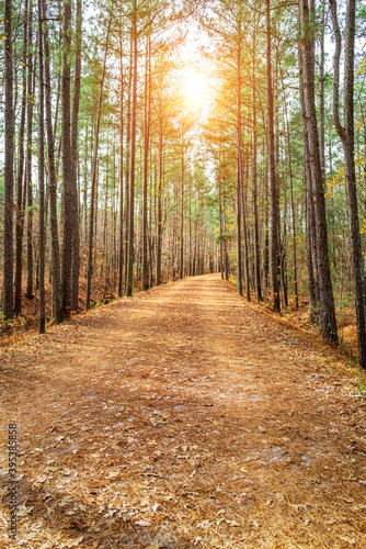 Deserted forest path with focus on mid foreground