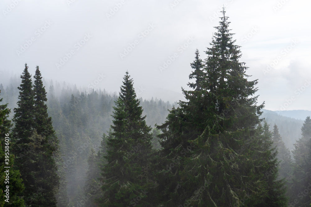 Forested mountain slope in low lying cloud with the evergreen conifers shrouded in mist in a scenic landscape view, jeseniky czech