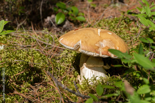 Boletus in a forest glade