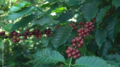 Bunch of catimor coffee beans ripening on trees in Northern Thailand. Dolly. photo