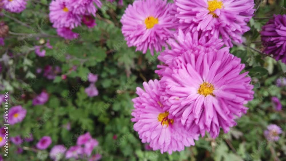 Violet and Pink Aster Flower in the Home Garden Develops on the Wind Violet and Pink Aster Flower in the Home Garden Develops on the Wind