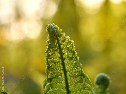 Young green fern in forest.
