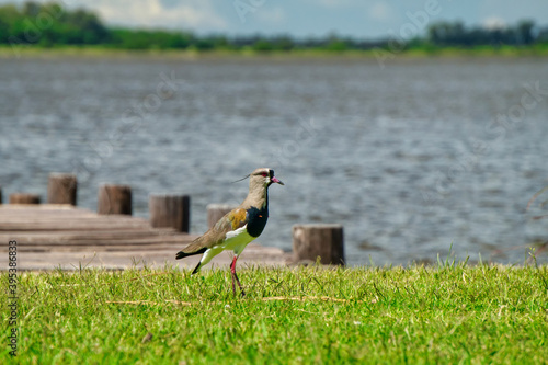 Close view of a tero(Vanellus chilensis) walking standing in the grass           