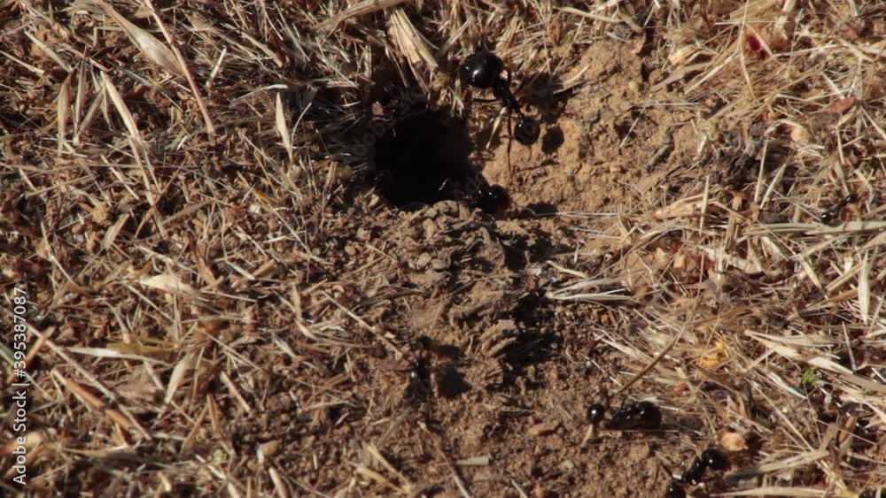 Ants activity in the anthill's mouth Ants activity in the anthill's mouth