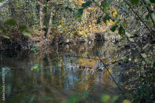 alberi del bosco si riflettono sull'acqua del fiume in autunno in una moltitudine di colori 
